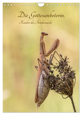 Produktbild von Die Gottesanbeterin. Räuber der Insektenwelt. (Wandkalender 2027 DIN A4 hoch), CALVENDO Monatskalender