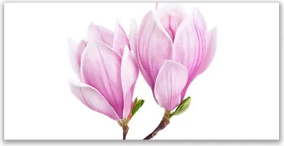 Produktbild von Küchenrückwand aus Glas 120x60cm Spritzschutz Blume Pflanzen
