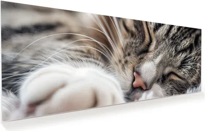 Produktbild von Glasbild 150x60cm in XXL für Wohnzimmer, Schlafzimmer Motiv Schlafende Katze
