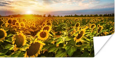 Produktbild von MuchoWow® Poster Blumen - Sonnenblume - Himmel 40x20 cm - Poster für die Wand - Poster Schlafzimmer