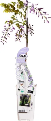 Immagine prodotto di Glicine Sinensis 'Caroline' - ↨65Cm - Ø15