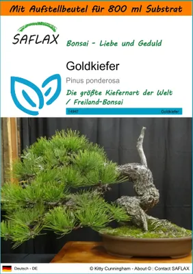 Produktbild von SAFLAX Garden in the bag - Goldkiefer - Pinus ponderosa - 20 Samen - Mit Anzuchtsubstrat im praktischen, selbst aufstellenden Beutel