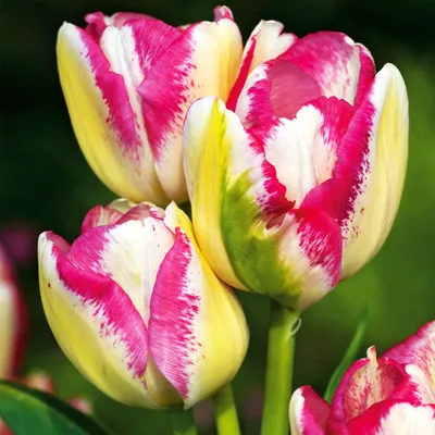 Immagine prodotto di Tulipani Bulbi Bulbi Fiori Tulipano Del Piero a fiore multiplo 5 pz.
