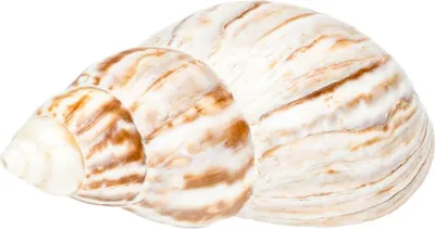 Produktbild von Achatschnecke, Größe ca. 4-7cm | Landschnecke