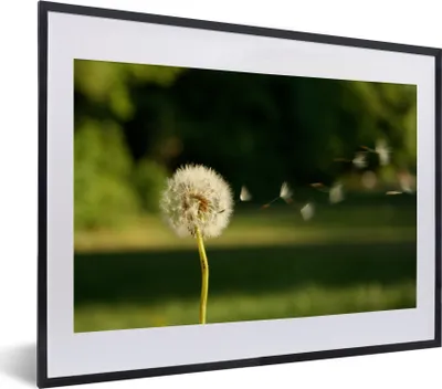 Produktbild von MuchoWow® MuchoWow® Gerahmtes Poster Samen von Löwenzahn verwehen 40x30 cm - Poster mit zchwarzem Bilderrahmen - Bilderrahmen - Poster im Rahmen
