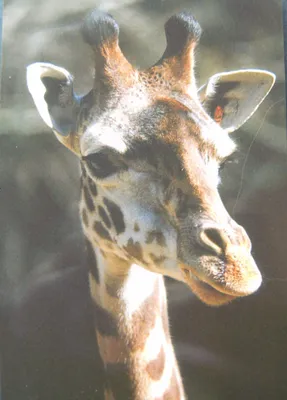 Produktbild von Magnet Giraffe, 10x7 cm, Kühlschrankmagnete Tier, Flexi Magnete für Magnettafel Giraffen