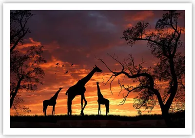 Produktbild von Poster - Poster ohne Rahmen - Giraffe Afrika Sonne Safari - 100x70 cm - Wand Bild - Wanddeko - Wandbilder - Kunstposter - Wandposter - Bilder - Kunstdruck - Wandbild - P2XAA100x70-0507