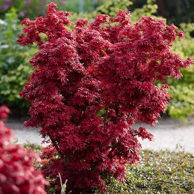 Produktbild von Bakker.com - Japanischer Ahorn 'Shaina', Der topf / 2L / Lieferhöhe 20-30cm