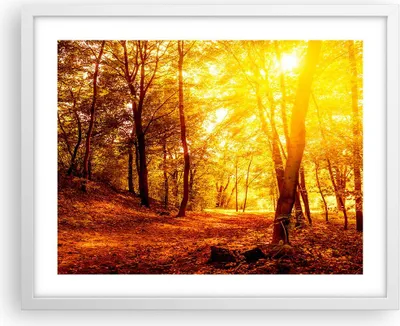 Produktbild von Gerahmtes Poster - Weißer Rahmen - Wald Baum Natur - 50x40 cm - Wand Bild - Wanddeko - Wandbilder - Kunstposter - Wandposter - Bilderrahmen - Bilder - Kunstdruck - Wandbild - P2WAA50x40-3722