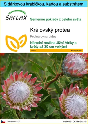 Obrázek produktu pro SAFLAX Dárková sada - královský protea - Protea cynaroides - 5 Semena - S dárkovou krabičkou, přepravním štítkem, dárkovou kartou a pěstebním médiem