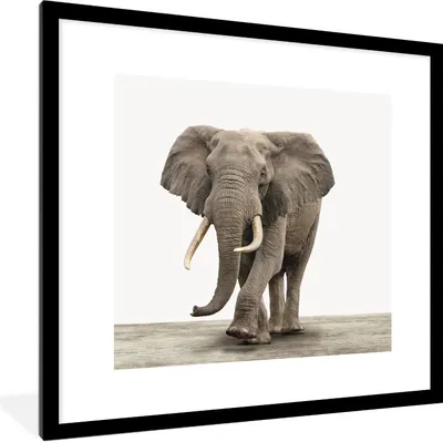 Produktbild von MuchoWow® Gerahmtes Poster Elefant - Kinder - Tiere - Mädchen 40x40 cm - Poster mit Schwarzem Bilderrahmen Wandposter Rahmen Foto Bilder - Poster - Plakat im Rahmen