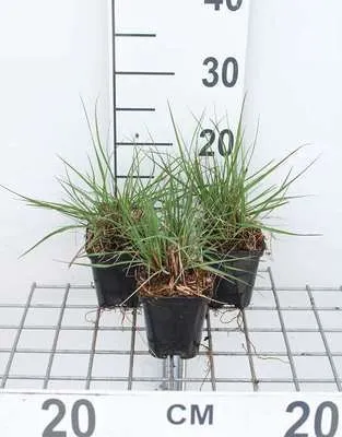 Image de 6 x Pennisetum alop. 'Cassian' - Pissenlit - Pot 9 x 9 cm