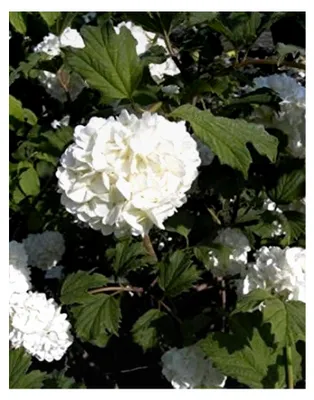 Produktbild von Gefüllter Schneeball Roseum - Echter Schneeball - Viburnum opulus Roseum - 40-60 cm
