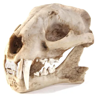 Immagine prodotto di Decorazioni per acquari, grotte decorative, scheletro di dinosauro, rifugio per pesci Betta e rettili