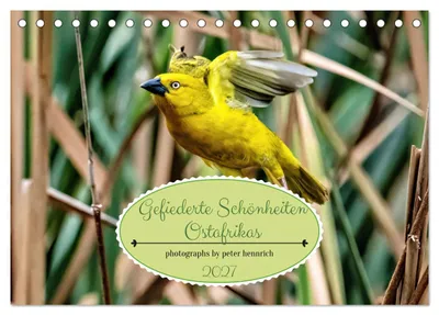 Produktbild von Gefiederte Schönheiten Ostafrikas (Tischkalender 2027 DIN A5 quer), CALVENDO Monatskalender