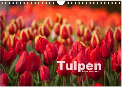 Produktbild von Tulpen (Wandkalender 2025 DIN A4 quer), CALVENDO Monatskalender