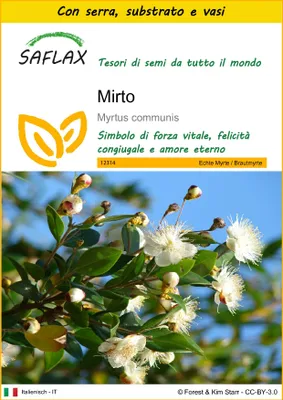 Immagine prodotto di SAFLAX Insieme di coltivazione - Mirto - 30 semi - Myrtus