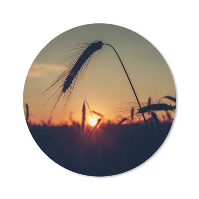 Produktbild von MuchoWow® Mauspad Mousepad Gras - Herbst - Sonnenuntergang - Jahreszeiten - Landschaft 20x20 cm - Mousepads - Maus Mat - Pad - Mausunterlage - Schreibtischmatte