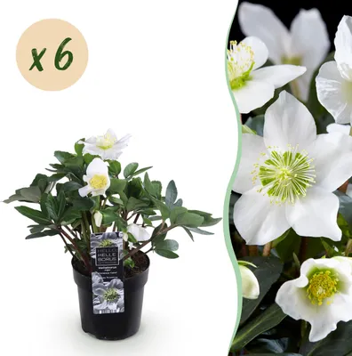 Zdjęcie produktu dla Róża bożonarodzeniowa - Helleborus Christmas Carol - Biały kwiat - 6 roślin - Zimozielony - 25cm - Ø10,5cm - Roślina ogrodowa