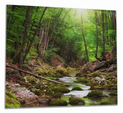 Produktbild von Wallario Herdabdeckplatte aus Glas, Größe 60 x 52 cm 1-teilig, Motiv Fluss im Wald