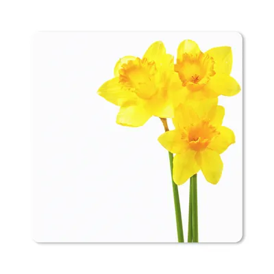 Produktbild von MuchoWow® Mauspad Mousepad Narzissen - Blumen - Gelb 20x20 cm - Mousepads - Maus Mat - Pad - Mausunterlage - Desk Mat - Bureauartikeln