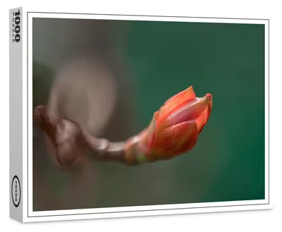Produktbild von raxxa Premium-Puzzle "Knospe", 1000 Teile