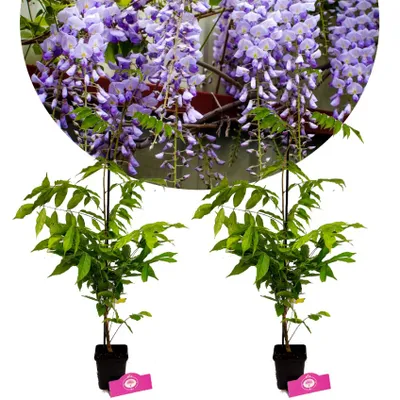 Obrázok produktu pre Sada 2 čínskych vistérií – Wisteria sinensis – výška 50 cm – 9 cm kvetináč