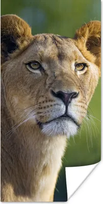 Produktbild von MuchoWow® Poster Porträt - Löwe - Wild 20x40 cm - Plakat - Foto