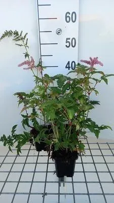 Obrázok produktu pre 6 x Astilbe (a) 'Bressingham Beauty' - Prachtspiere - Topf 9 x 9 cm