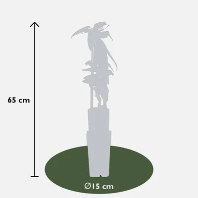 Zdjęcie produktu dla Powojnik Armanda – Clematis armandii – wiecznie zielony powojnik o białych kwiatach – średnica 15 cm – wysokość ok. 65 cm