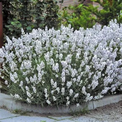Produktbild von 12 Pflanzen Weißer Lavendel 'Edelweiß', Lavandula angustifolia, 9 cm Topf