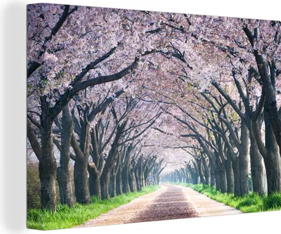 Produktbild von MuchoWow® - Leinwandbilder - Kirschblüte in den Bäumen, Wandbild, Wanddeko Bilder Wohnzimmer, 120x80 cm