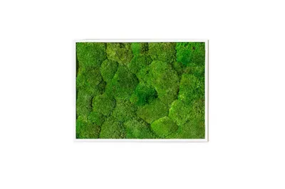 Obrázek produktu pro Gardners Mechový obraz 30x40 cm z kopečkového mechu, bílá