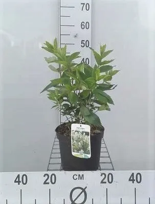 Zdjęcie produktu dla Hydrangea pan. 'Tardiva' - Hortensja wiechowata 40- 50 cm Pojemnik