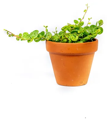 Obrázok produktu pre Gardners Peperomia prostrata, priemer 6 cm