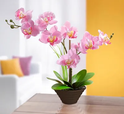 Obrázek produktu pro Dekorační růžová orchidej