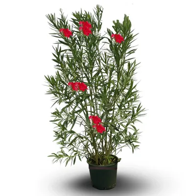 Image de Laurier rose - nerium oleander - ↕ 170-190 cm - ⌀ 30 cm - plante d'extérieur - fleur rouge