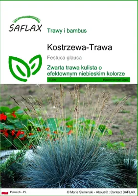 Zdjęcie produktu dla SAFLAX - Kostrzewa-Trawa - 50 Nasiona - Festuca glauca