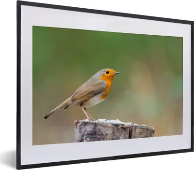 Produktbild von MuchoWow® Gerahmtes Poster Tiere - Vogel - Rotkehlchen 40x30 cm - Poster mit Schwarzem Bilderrahmen Wandposter Rahmen Foto Bilder - Bilderrahmen - Poster im Rahmen