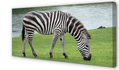 Immagine prodotto di Stampa su tela, dimensioni 100x50 cm, opera d'arte a tema zebra