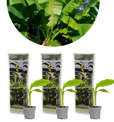 Imagen del producto de Conjunto de 3 plantas de plátano Musa Basjoo - Resistentes al frío y de fácil cuidado