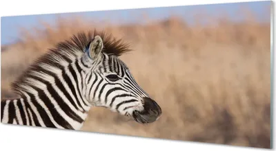 Produktbild von Glasbilder 125x50 Wandkunst Zebra