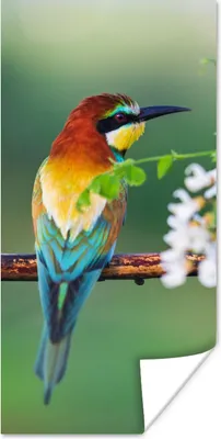 Produktbild von MuchoWow® Poster Vogel - Bienenfresser - Blumen 20x40 cm - Plakat - Foto