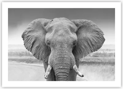 Produktbild von Poster - Poster ohne Rahmen - Elefant Afrika Tier - 70x50 cm - Wand Bild - Wanddeko - Wandbilder - Kunstposter - Wandposter - Bilder - Kunstdruck - Wanddekoration - Wandbild - P2XAA70x50-5072