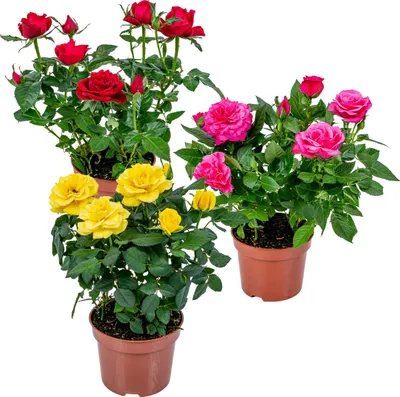 Produktbild von 3x Topfrosenmischung – Rosa – Terrassen- & Zimmerpflanze – Pflegeleicht – ⌀12cm – ↕20-30cm
