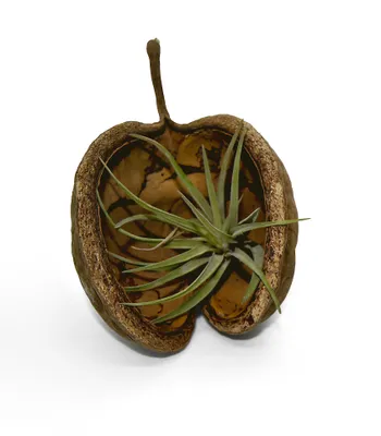 Produktbild von Exotische Pterygota alata Schale braun mit Tillandsia 1er Set grün