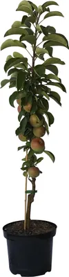 A potted apple tree with several small apples on its branches, isolated on a white background.