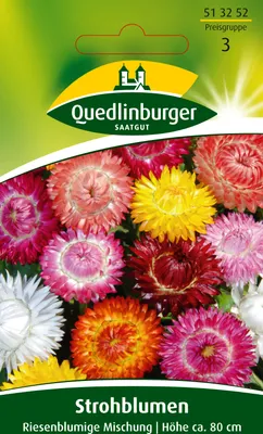 Produktbild von Strohblume 'Riesenblumige Mischung' Quedlinburger Blumensamen