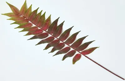 Produktbild von HOMESCAPES Künstlicher Bowenia Palmfarn-Dekozweig groß, 72 cm