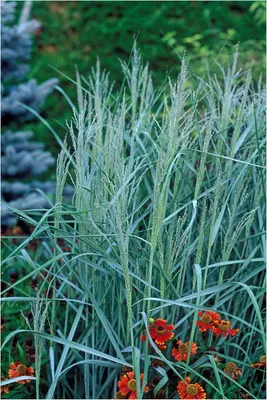 Produktbild von Stauden Gänge 1 x Panicum virgatum 'Prairie Sky' im 1 Liter Topf - blaue Rutenhirse - Natürliche Leichtigkeit in kühlen Blautönen - Winterhart